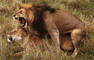 Mating lion