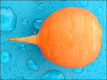 Spherical carrot