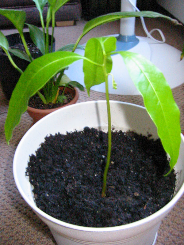 avocado sprout